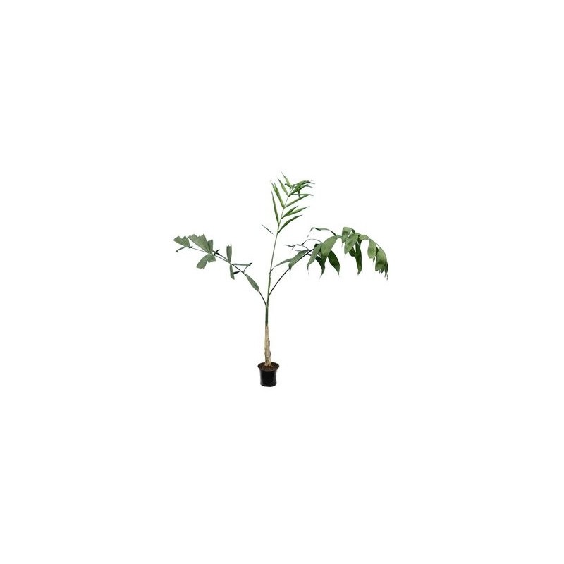 6540_GAR