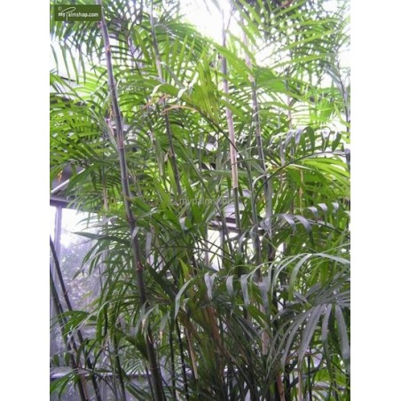 2705_GAR