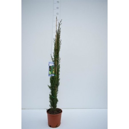 6036_GAR