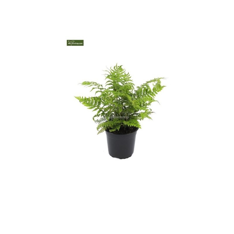3368_GAR