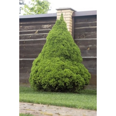 6729_GAR
