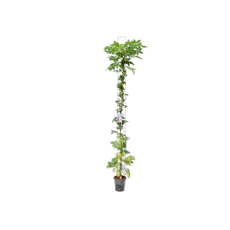 4801_GAR