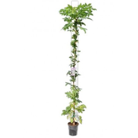 4801_GAR
