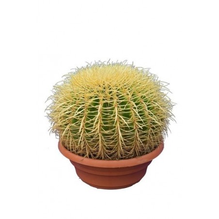7063_GAR