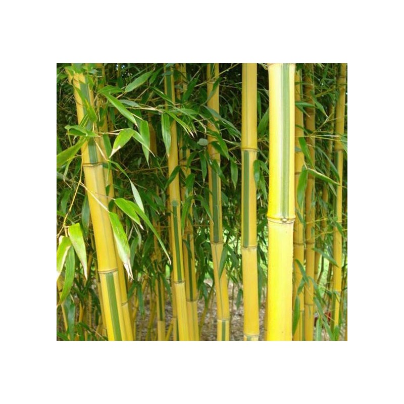 7228_GAR
