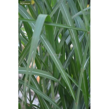 5318_GAR