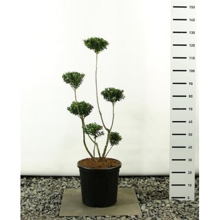 7107_GAR