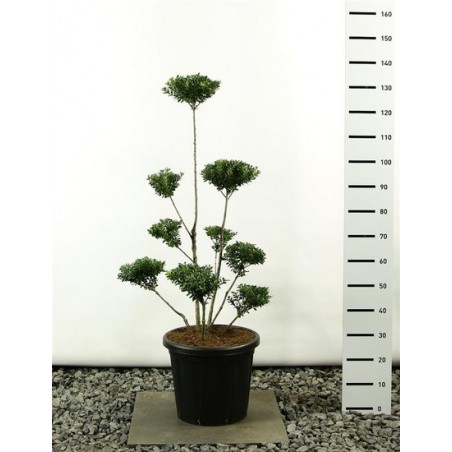 7108_GAR