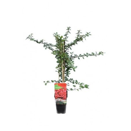 7399_GAR