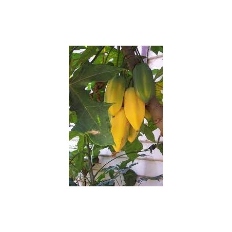 Carica X pentagona Carica X pentagona