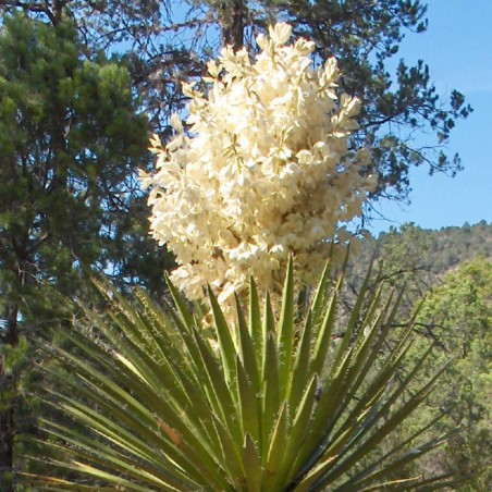 Yucca carnerosana