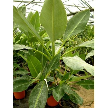 Bananier Musella lasiocarpa Bananier Musella lasiocarpa