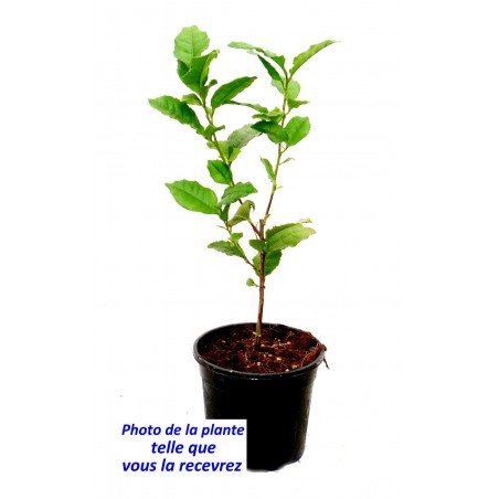 Camellia sinensis (syn. Thea chinensis) Camellia sinensis (syn. Thea chinensis)