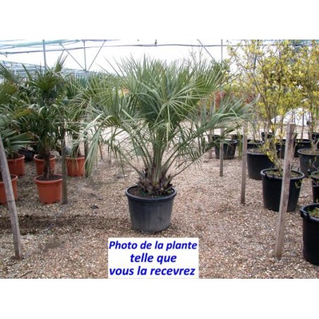Butia capitata Butia capitata