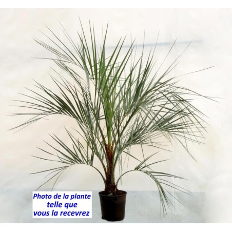 Butia capitata Butia capitata