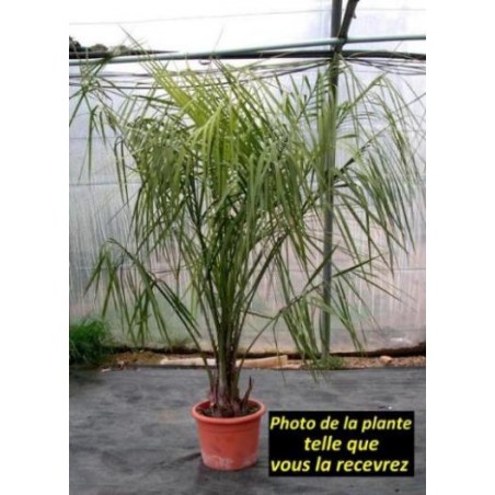 Butia capitata Butia capitata