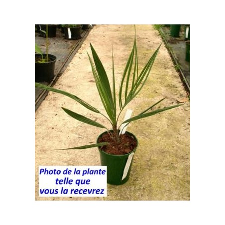 Butia capitata Butia capitata