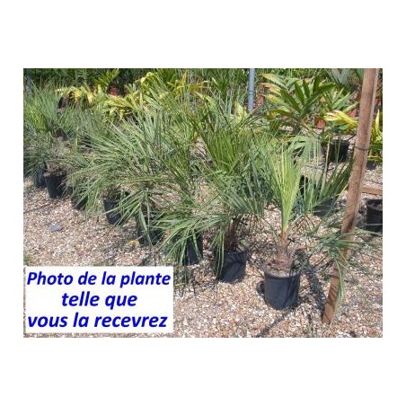 Butia capitata Butia capitata