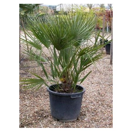 Chamaerops humilis Chamaerops humilis