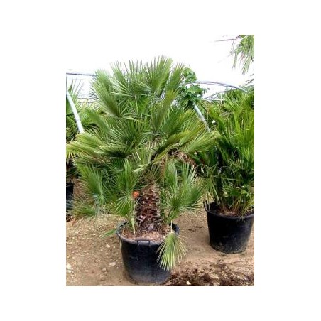 Chamaerops humilis Chamaerops humilis