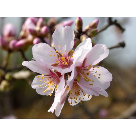 Prunus dulcis Prunus dulcis