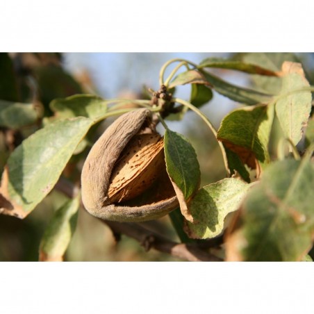 Prunus dulcis Prunus dulcis