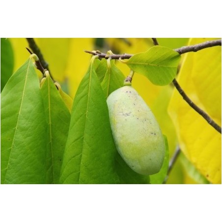 Asimina triloba Asimina triloba