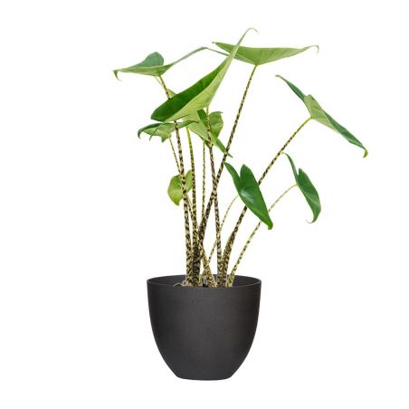 ALOCASIA "ZEBRINA" HAUTEUR 65 + POT REFINED NOIR Ø 25 ALOCASIA "ZEBRINA" HAUTEUR 65 + POT REFINED NOIR Ø 25