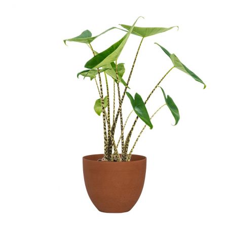 ALOCASIA "ZEBRINA" HAUTEUR 65 + POT REFINED BRIQUE Ø 25 ALOCASIA "ZEBRINA" HAUTEUR 65 + POT REFINED BRIQUE Ø 25