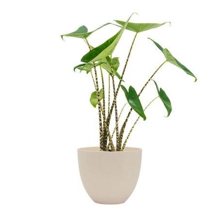 Alocasia zebrina hauteur 65 + POT REFINED BLANC Ø 25 Alocasia zebrina hauteur 65 + POT REFINED BLANC Ø 25