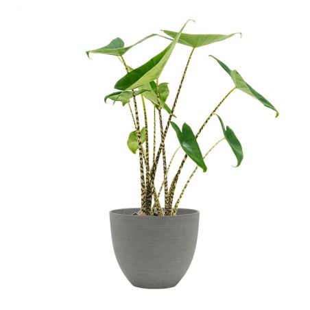 Alocasia zebrina hauteur 65 + POT REFINED GRIS Ø 25 Alocasia zebrina hauteur 65 + POT REFINED GRIS Ø 25