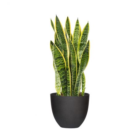 SANSEVIERIA LAURENTILL HAUTEUR 70 + POT REFINED NOIR Ø 25 SANSEVIERIA LAURENTILL HAUTEUR 70 + POT REFINED NOIR Ø 25