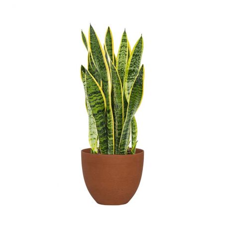 SANSEVIERIA LAURENTII HAUTEUR 55 + POT BRIQUE Ø 25 SANSEVIERIA LAURENTII HAUTEUR 55 + POT BRIQUE Ø 25