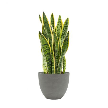 SANSEVIERIA LAURENTII HAUTEUR 55 + POT REFINED GRIS Ø 25 SANSEVIERIA LAURENTII HAUTEUR 55 + POT REFINED GRIS Ø 25