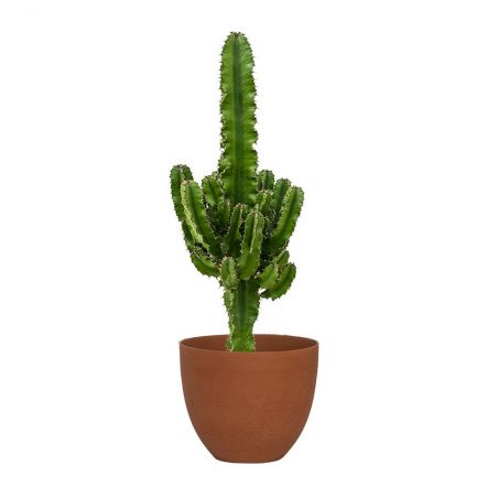 EUPHORBIA ERYTREA HAUTEUR 90 + POT REFINED BRIQUE Ø 25 EUPHORBIA ERYTREA HAUTEUR 90 + POT REFINED BRIQUE Ø 25