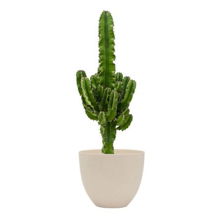 EUPHORBIA ERYTREA HAUTEUR 90 + POT REFINED BLANC Ø 25 EUPHORBIA ERYTREA HAUTEUR 90 + POT REFINED BLANC Ø 25