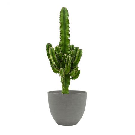 EUPHORBIA ERYTREA HAUTEUR 90 + POT REFINED GRIS Ø 25 EUPHORBIA ERYTREA HAUTEUR 90 + POT REFINED GRIS Ø 25