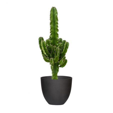 EUPHORBIA ERYTREA HAUTEUR 90 + POT REFINED NOIR Ø 25