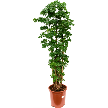 4POROVT08_NIE