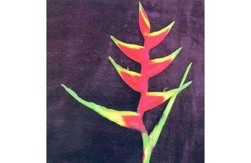 Balisiers (Heliconia)