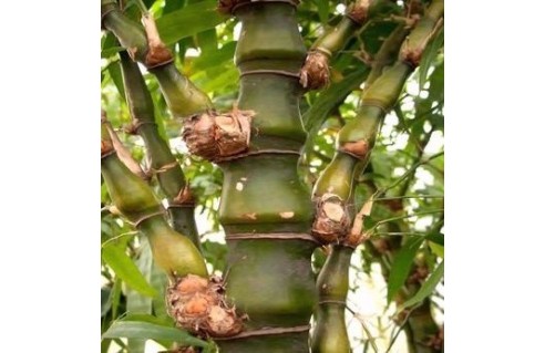 Bambusa (Bambous tropicaux)