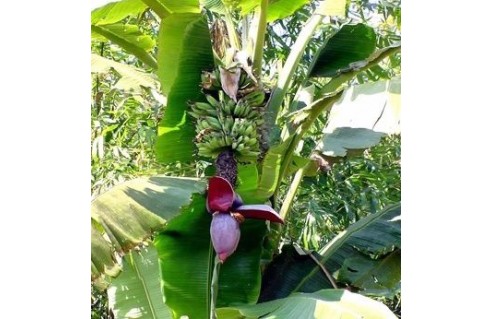 Bananiers (Musa)