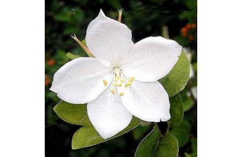 Bauhinia (Arbre à orchidées - Bauhinies - Bauhiniers)