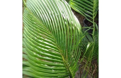Beccariophoenix (Palmier de Manarano)