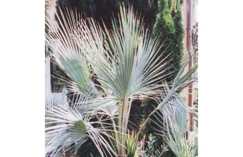 Brahea (Palmier de Guadalupe)
