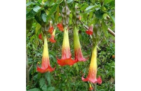 Brugmansia (Datura arborescent)