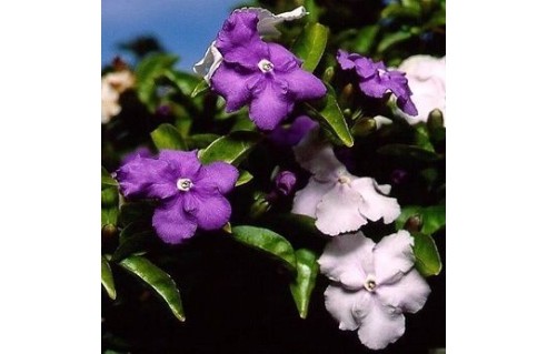 Brunfelsia (Hier, aujourd'hui, demain - Brunfelsie)
