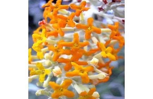 Buddleja (Arbre à papillon)