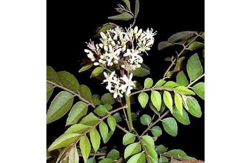 Buis de Chine (Murraya)
