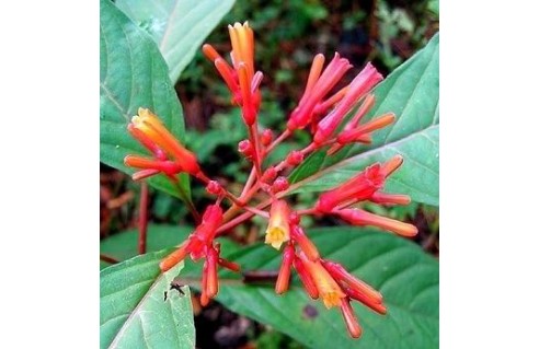 Buisson au colibri